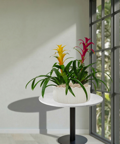 Double Bromeliad Planter