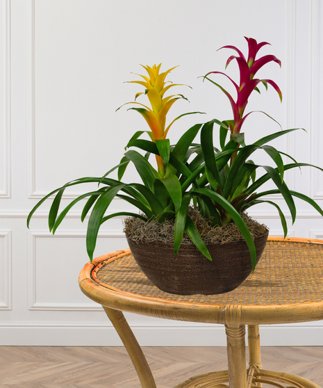 Double Bromeliad Planter