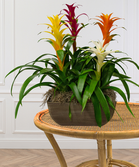 Quadruple Bromeliad Planter