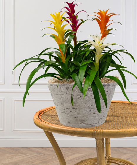 Quadruple Bromeliad Planter