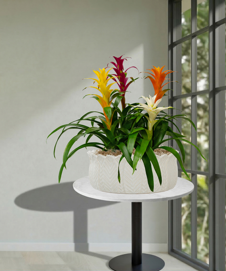 Quadruple Bromeliad Planter
