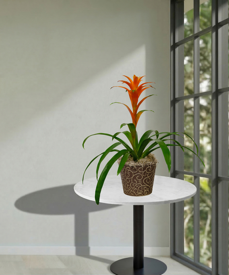 tropical blooming bromeliad plant delivered baton rouge LA