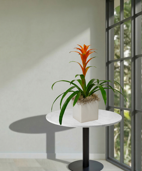 Single Bromeliad Planter