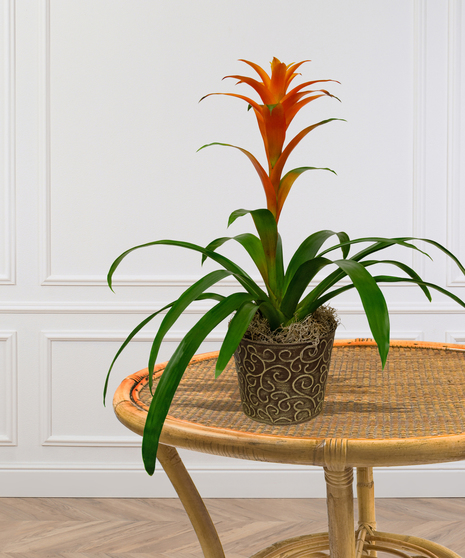 tropical blooming bromeliad plant delivered baton rouge LA