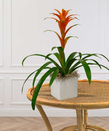 Single Bromeliad Planter