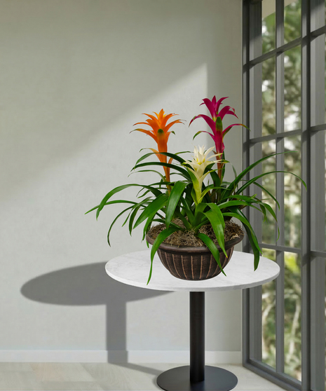 three blooming  bromeliad plants delivered baton rouge LA