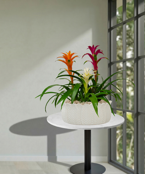 Triple Bromeliad Planter