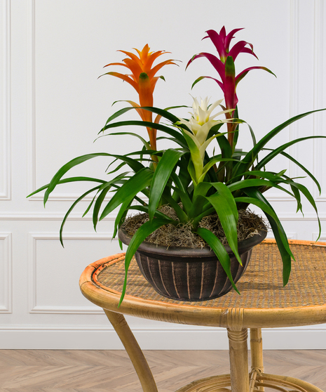 three blooming  bromeliad plants delivered baton rouge LA