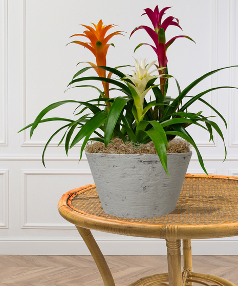 three blooming  bromeliad plants delivered baton rouge LA