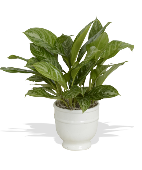Chinese Evergreen - White Ceramic Pot