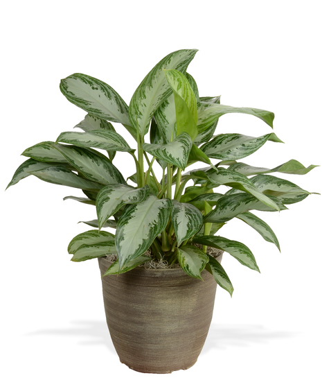Chinese Evergreen - Standard Container
