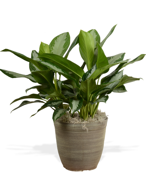 Chinese Evergreen Plant delivered in Baton Rouge LA