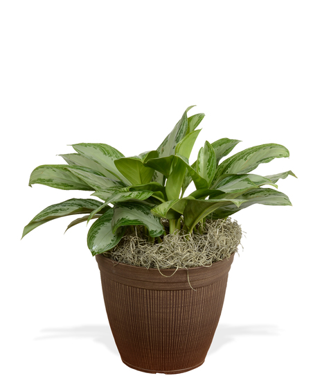Chinese Evergreen Plant delivered in Baton Rouge LA