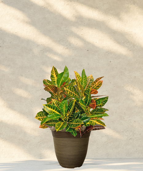 Croton - 6