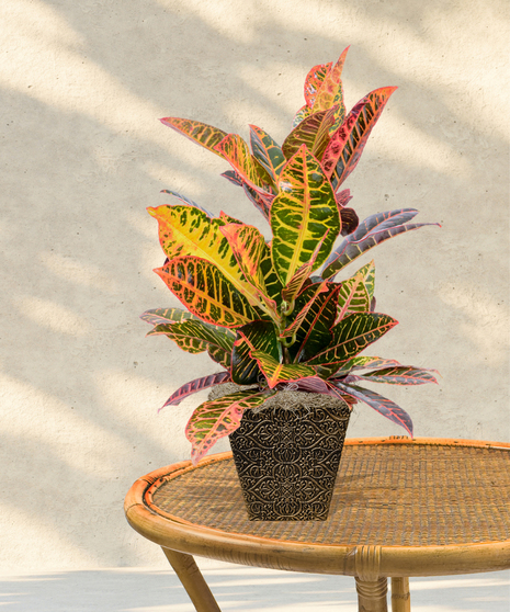 Indoor/outdoor Croton plant in a black pot with striking multicolored foliage in yellow, green, and red tones