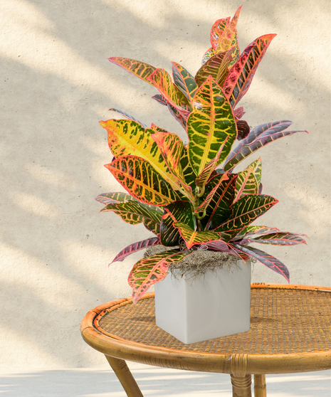 Indoor/outdoor Croton plant in a black pot with striking multicolored foliage in yellow, green, and red tones