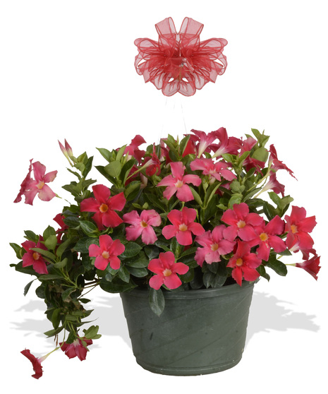Dipladenia Hanging Basket