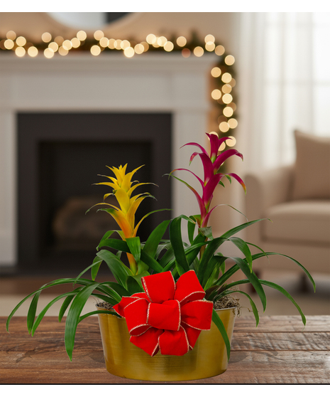 tropical blooming bromeliad plant delivered baton rouge LA