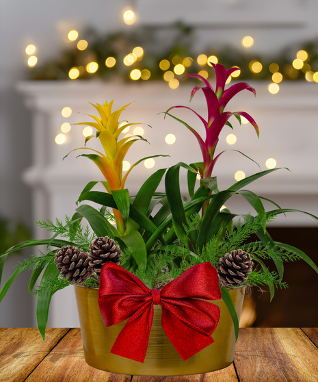 Double Bromeliad Holiday Planter