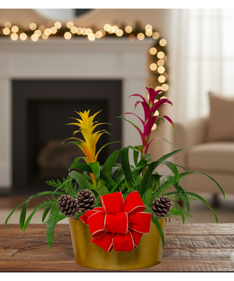 Double Bromeliad Holiday Planter