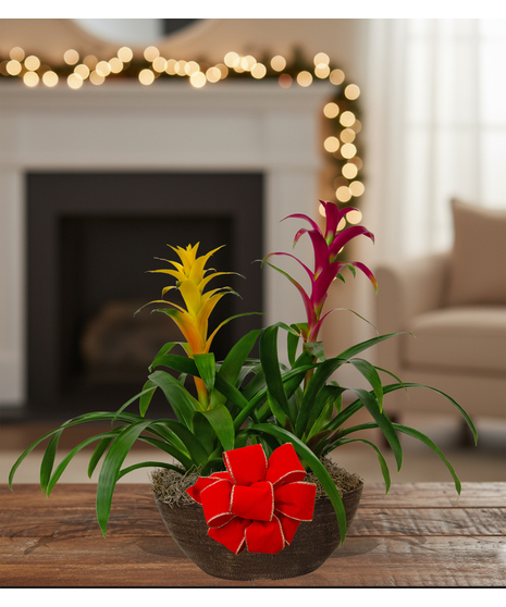 tropical blooming bromeliad plant delivered baton rouge LA