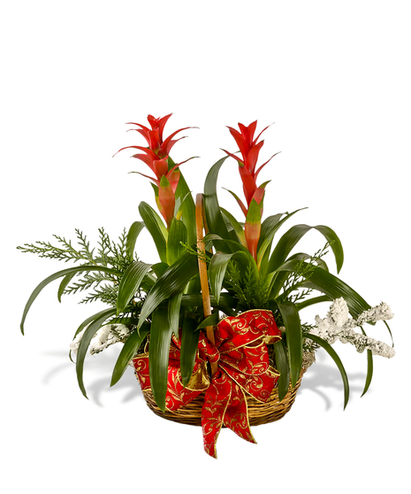 tropical blooming bromeliad plant delivered baton rouge LA