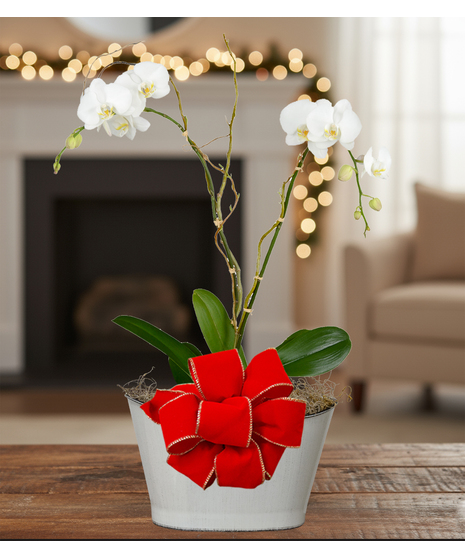 holiday blooming orchid plant delivered baton rouge la