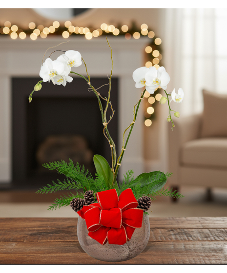 holiday blooming orchid plant delivered baton rouge la