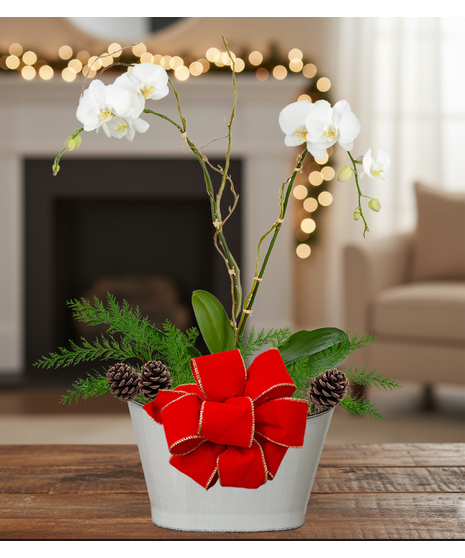 holiday blooming orchid plant delivered baton rouge la