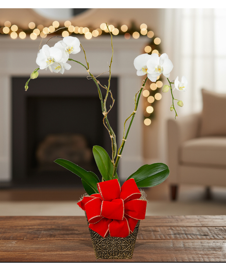holiday blooming orchid plant delivered baton rouge la