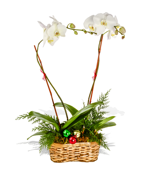 Double Orchid Festive Blooming Plant