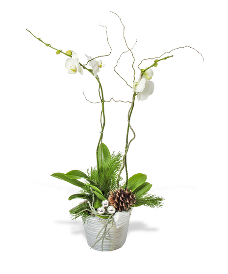 holiday blooming orchid plant delivered baton rouge la