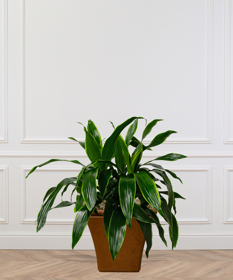 Dracaena - Art