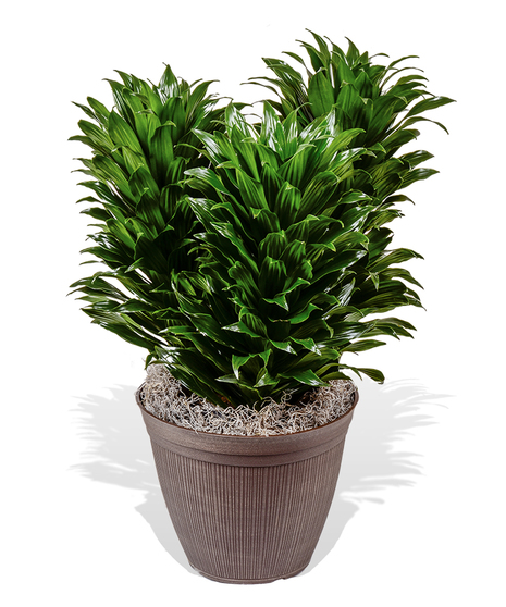 Dracaena - Compacta