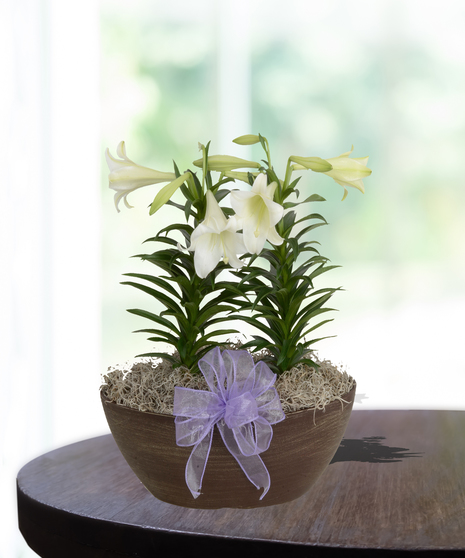 Easter Lily