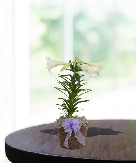 Easter Lily plant for delivery in Baton Rouge, LA - Billy Heroman's