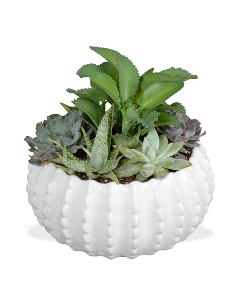 Elegant Succulent Planter