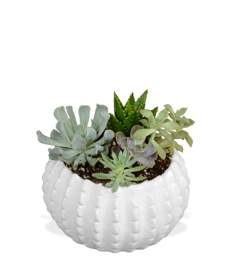 Elegant Succulent Planter - Delivered in Baton Rouge
