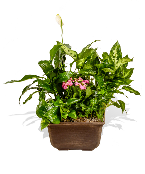 Green and Blooming Plants arranged and delivered in Baton Rouge, LA