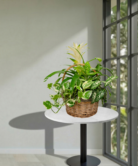 Green and Blooming Plants arranged and delivered in Baton Rouge, LA