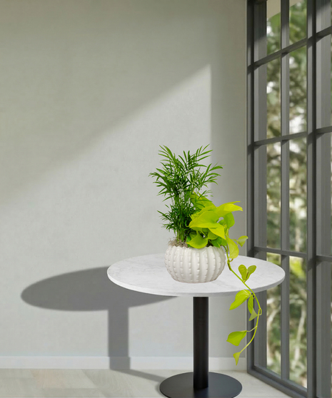 Petite European Garden in Ceramic Container