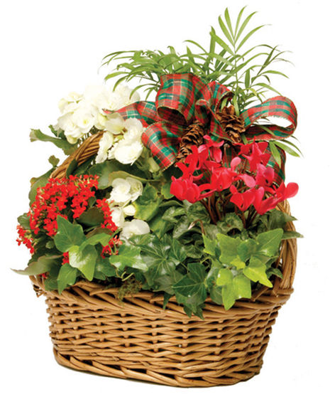 Holiday European Garden