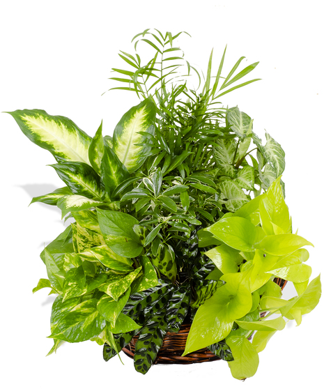 Exotic Plant Mixed Basket