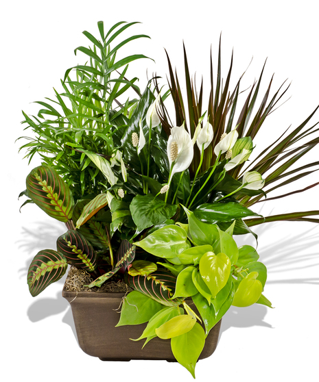 Mixed exotic green plant baskets delivered baton rouge LA