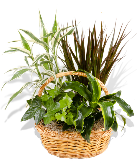 Mixed exotic green plant baskets delivered baton rouge LA