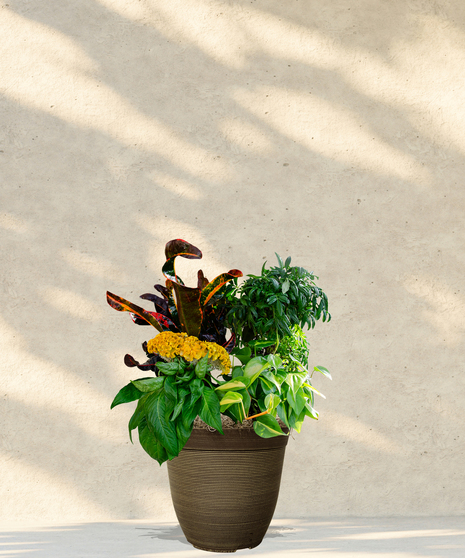 fall plants arrangement