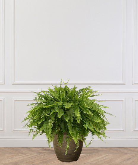Fern
