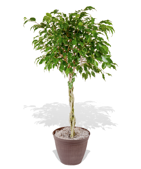 Ficus - Benjamina