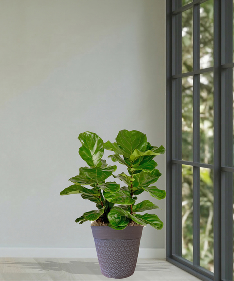 Fiddle-Leaf Fig Trees and Bushes Delivered in Baton Rouge by Billy Heroman's
