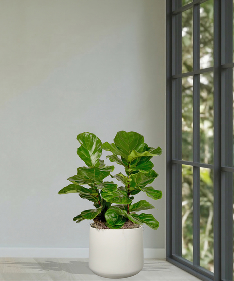 Fiddle-Leaf Fig Trees and Bushes Delivered in Baton Rouge by Billy Heroman's